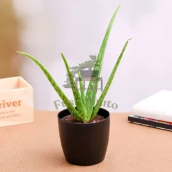 Aloe Vera & Rubber Plant Combo in Tennessee